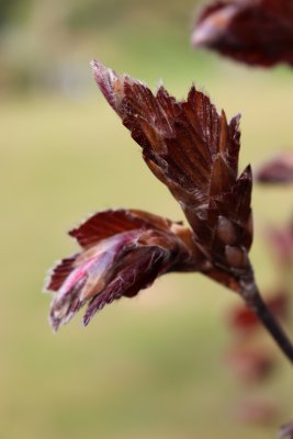 Fagus sylvatica 'Dawyck Purple' - buk lesní - list jaro01